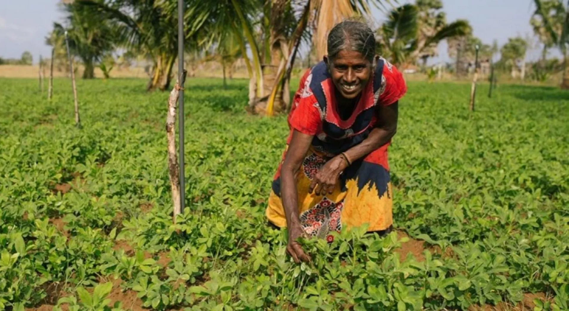 Frau aus Sri Lanka erntet im Feld