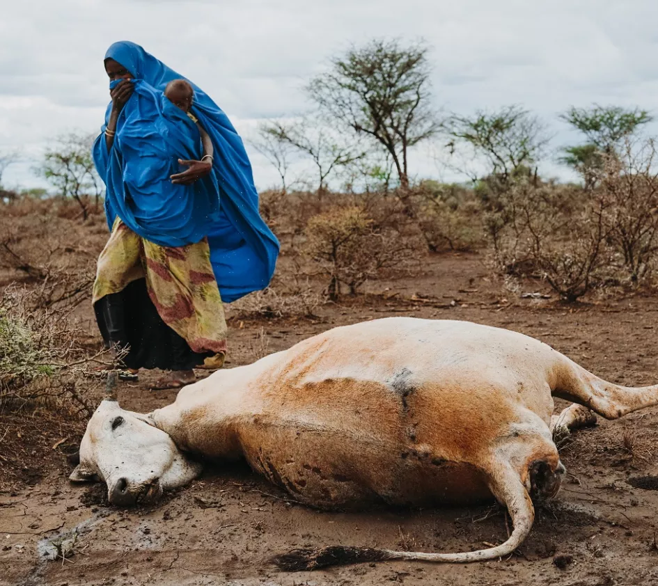 100 Millionen Flüchtlinge: afrikanische Frau vor einer von der Dürre gestorbenen Kuh