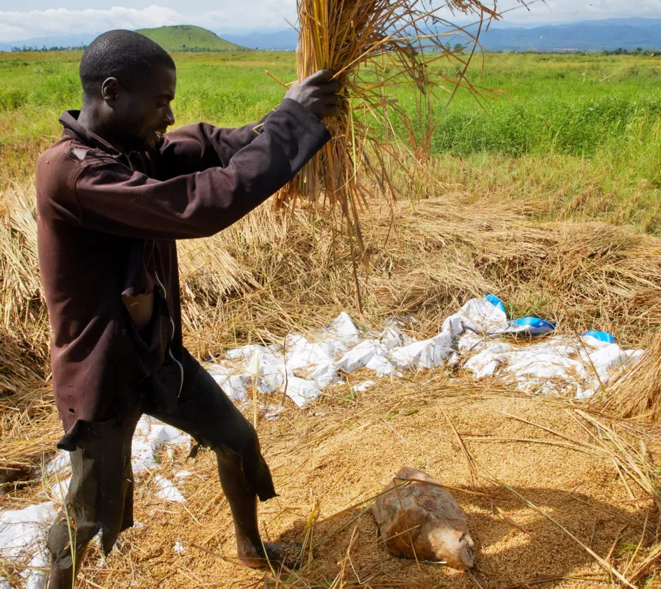 Landrechte: Ein Landwirt im Kongo bei der Ernte