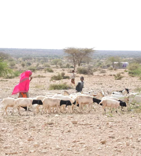 Folgen des Klimawandels: Frau mit einer Ziegenherde in Somalia, Äthiopien
