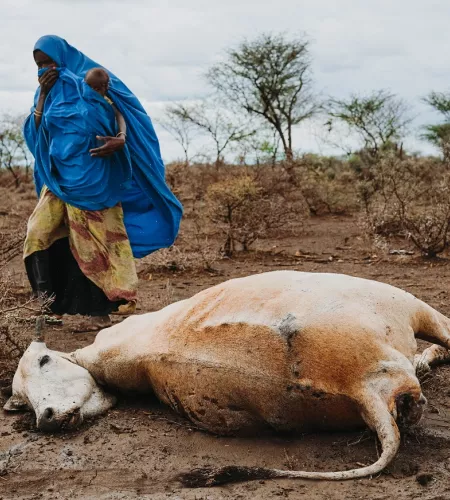 Klimaerwärmung: Frau mit Kind vor einer verdursteten Kuh